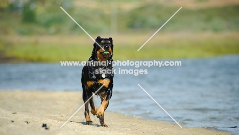 Rottweiler running on beach