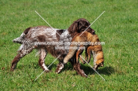 Small Munsterlander retrieving dead fox