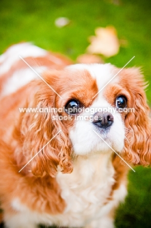 Cavalier King Charles Spaniel looking away, blenheim and white