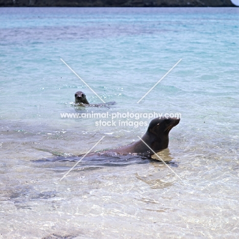 galapagos sea lions on sullivan bay, james island, galapagos islands