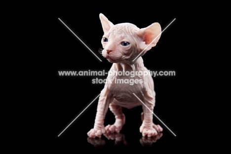 4 week old Sphynx kitten in studio