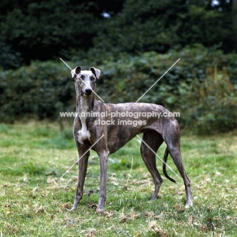 show greyhound in a field with hunting in mind