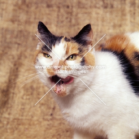 old tortoiseshell and white short hair cat with bad teeth licking lips