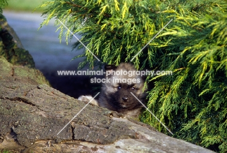 keeshond puppy looking over a large log (by kind permission of Edward Arran)