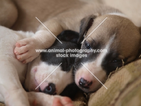 Whippet puppies sleeping together