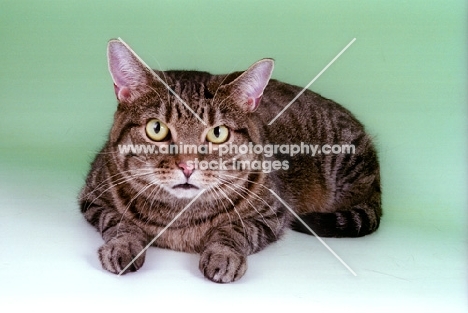 brown tabby European Shorthair