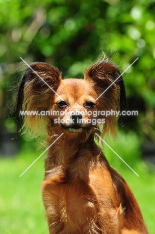 Russian Toy Terrier looking at camera