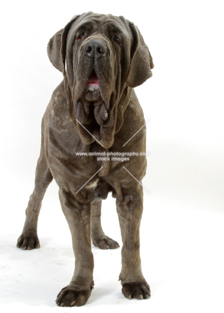 Neapolitan Mastiff on white background, front view