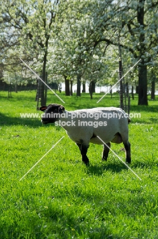 Suffolk sheep in spring