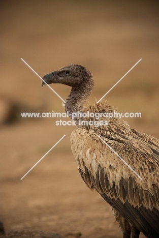 Vulture in Masai Mara