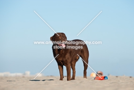 chocolate Labrador Retriever on beach