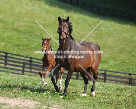 Holstein horses cantering in field