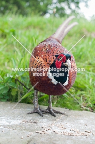 Pheasant near grass