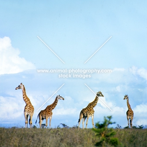 four giraffes in nairobi np, africa