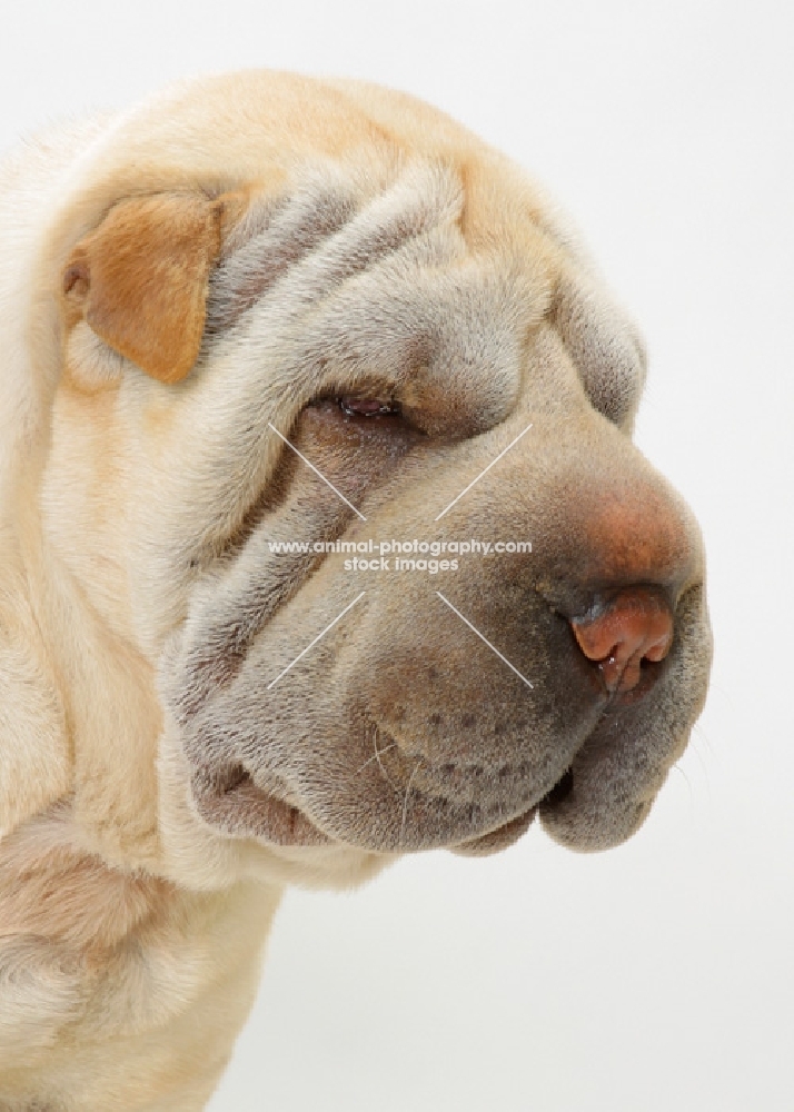 cream Sharp Pei headshot on white background