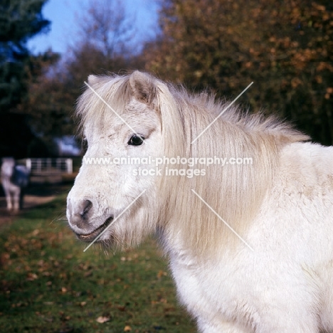 shetland pony head study