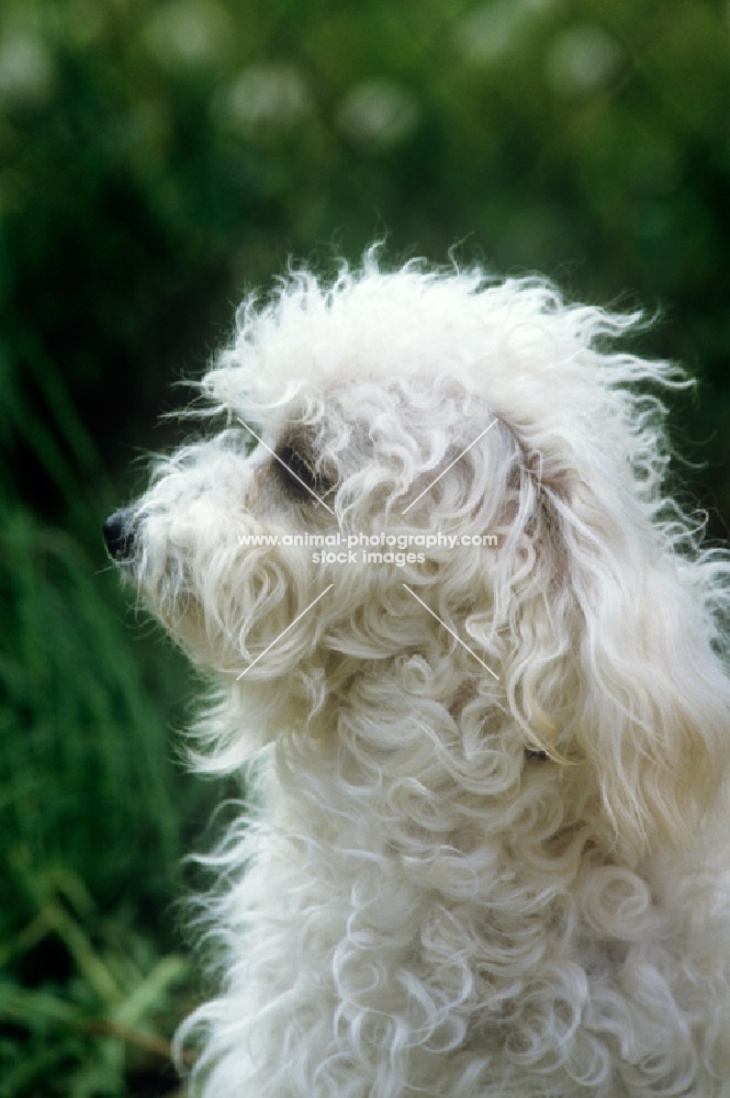 bichon bolognese head study in profile