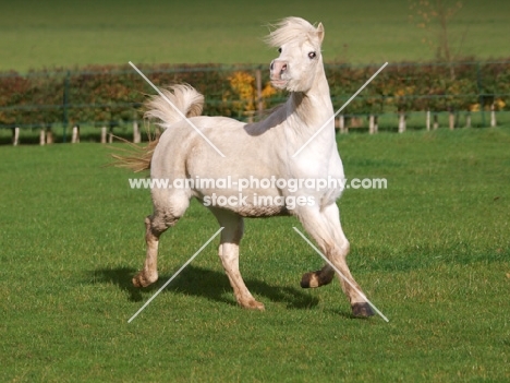 Welsh Mountain Pony (Section A) running