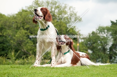 two Irish red and white setters