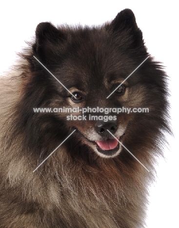 Keeshond portrait on white background