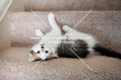 medium-hair kitten lying upside down on stairs