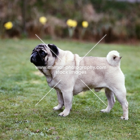 pug, ch adoram dillypin damon,  side view