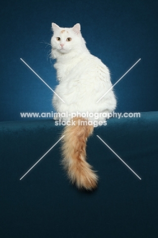 Turkish Van sitting on blue background