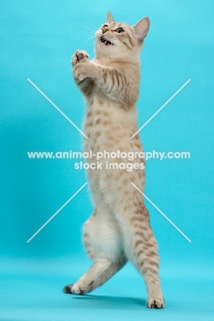 Seal (Natural) Mink Spotted Tabby Munchkin standing up