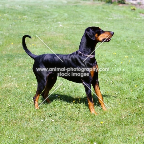 undocked dobermann standing on grass