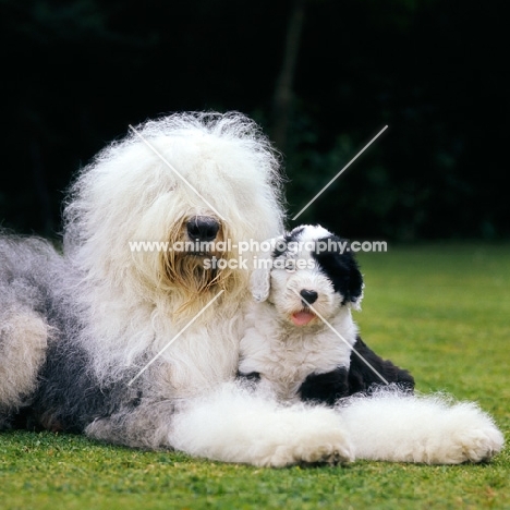 champion old english sheepdog with her puppy