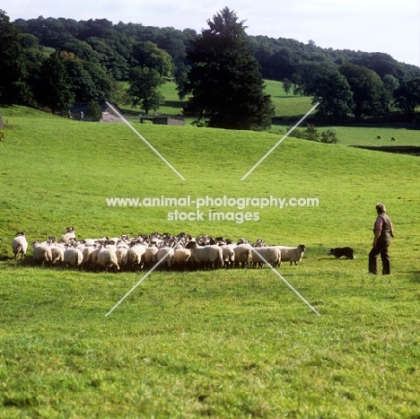 sheep returning to pasture with man and sheepdog