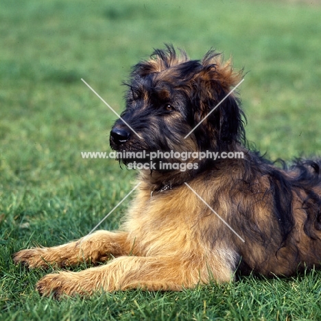 briard puppy head and shoulder 