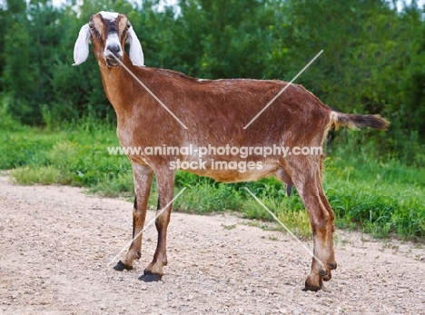 nubian goat side view