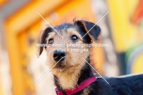 Airedale puppy
