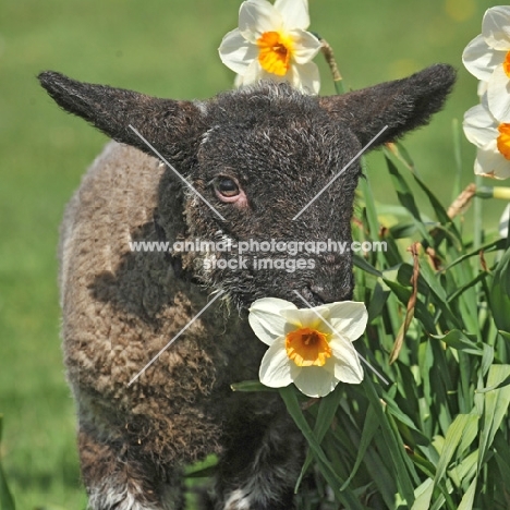 mixed breed lamb sniffing daffodil, baby