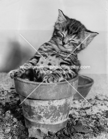 kitten asleep in flower pot