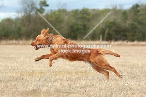 Golden Retriever running