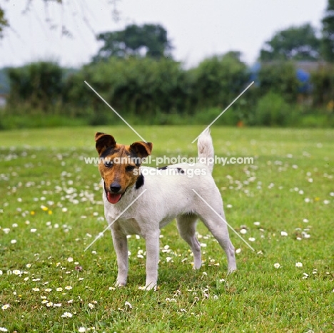 parson russell terrier standing in a field of daisies