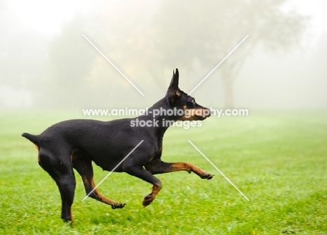 Miniature Pinscher running