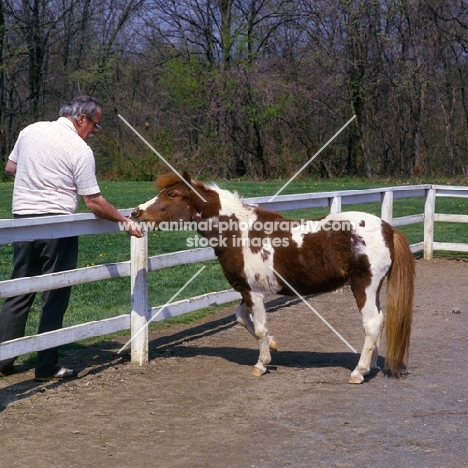 Falabella pony being fed by man, showing how small pony really is