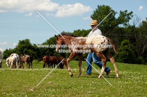 man with young Appaloosa horse