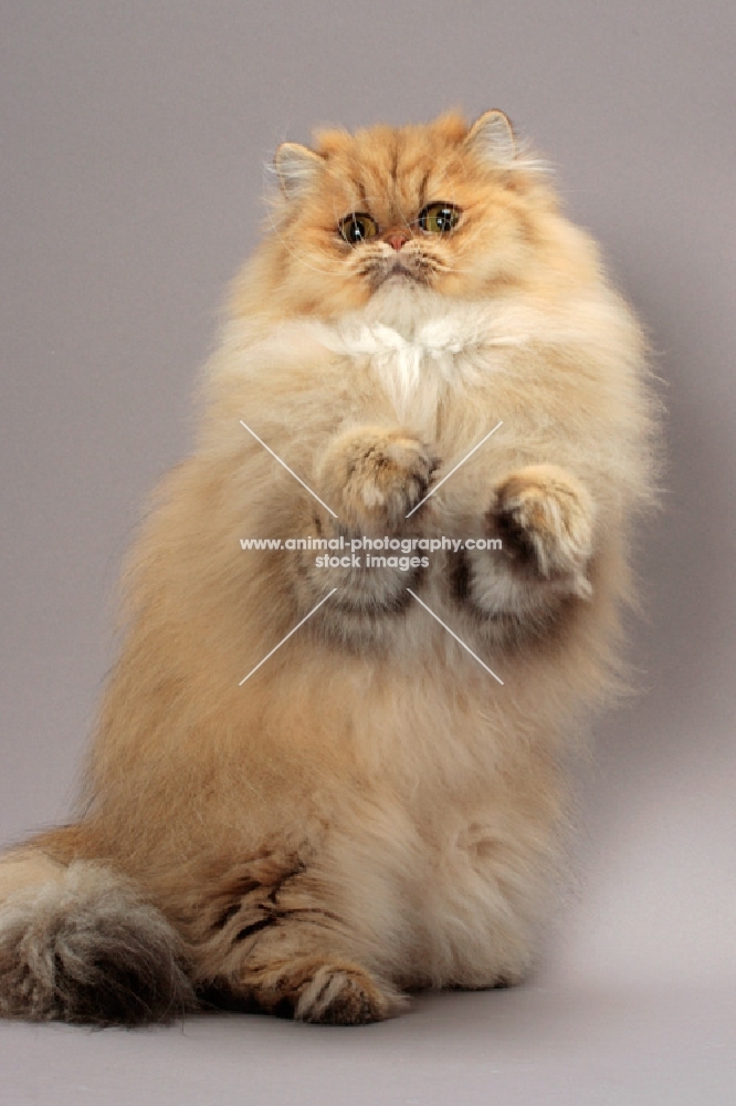 Shaded Golden Persian standing on hind legs