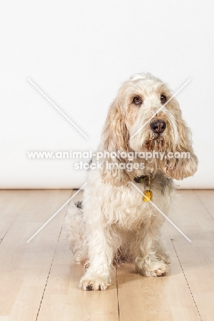 Grand Basset Griffon Vendeen sitting on floor