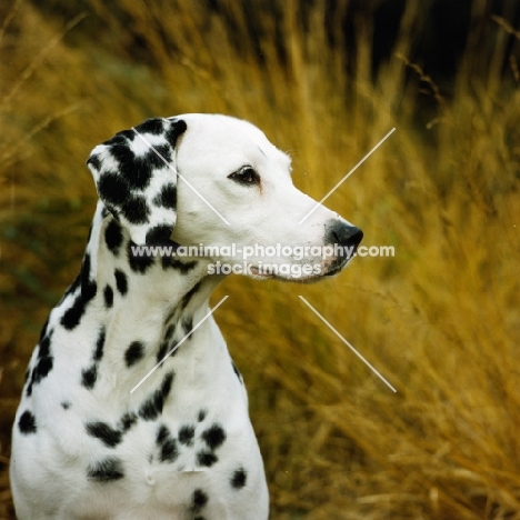 ravenswing fiorella of trumpeters (asta), dalmatian portrait