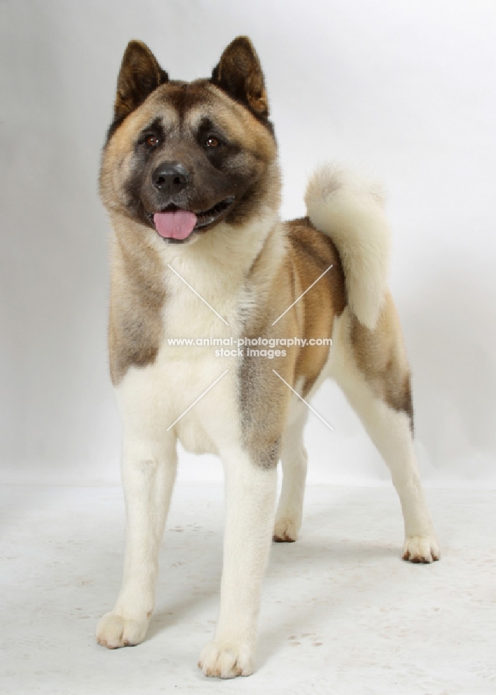 Australian Champion Akita standing on white background