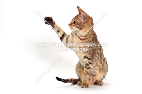 Savannah cat, brown spotted