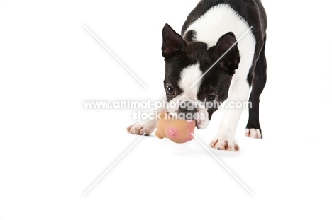 Boston Terrier smelling toy