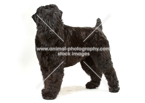 Australian Champion Black Russian Terrier, standing on white background