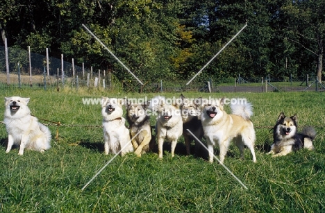 group of seven Iceland Dogs