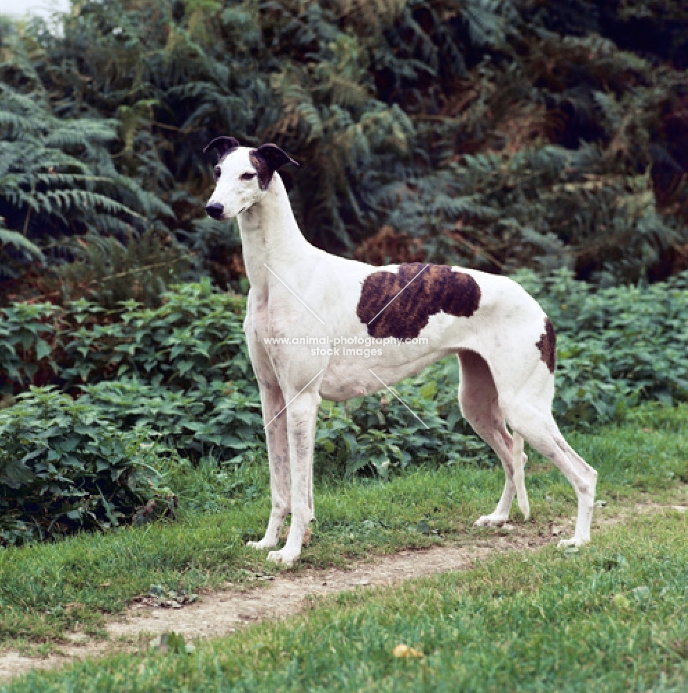 show greyhound from shalfleet